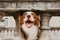 Portrait happy border collie dog on vacations in outdoors street. Pet friendly travel concept