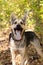 Portrait of happy brown and white short-haired mongrel dog with open mouth on a background of autumn park