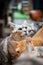 Portrait happy cat Scottish. Funny large longhair gray kitten with beautiful big eyes sit on table