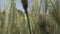 Portrait of a happy caucasian woman in the field of wheat close up