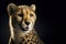 portrait of a happy cheetah isolated on black background with copy space. ai generative