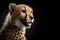 portrait of a happy cheetah isolated on black background with copy space. ai generative