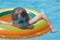 Portrait of happy child girl relaxing in inflatable circle in swimming pool on sunny summer day during tropical
