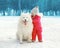 Portrait of happy child with white Samoyed dog in winter