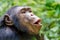 Portrait of happy chimp hooting with green background