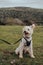 Portrait of a happy dog in a harness in Mendip Hills, UK