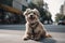 portrait of happy dog sitting on sidewalk, with view of busy city street visible in the background