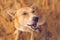 Portrait of a happy dog at sunrise/dawn at Marina beach Chennai, Tamilnadu, India.