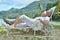 Portrait of happy elderly couple resting in chaise lounges at tropical beach