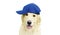 Portrait of happy Golden Retriever dog in blue baseball cap isolated on white background