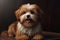 Portrait of a happy havanese puppy on a dark background
