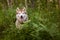 Portrait of happy husky dog with brown eyes sitting in green fern grass at sunset