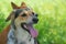 Portrait of happy mixed-breed hunting female dog resting next to other dog