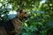 Portrait happy mongrel dog standing in a park . Green grass and trees background