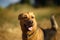 Portrait happy mongrel dog walking on sunny green field. Green grass and trees background