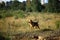 Portrait happy mongrel dog walking on sunny green field. Green grass and trees background