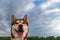 Portrait of the happy muzzle of the Siberian husky. Red husky dog against the background sky with clouds. Low Angle View.