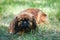 Portrait of happy pekingese dog lying in grass on summer walk