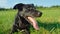 PORTRAIT: Happy puppy with black coat lying and cooling off in the cold grass.