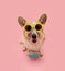Portrait happy puppy corgi dog going on vacations or traveling. Isolated on pink pastel background