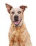 Portrait Happy Red Heeler Crossbreed Dog