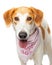 Portrait Happy Rescue Crossbreed Dog