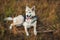 Portrait happy shepherd dog at walk on sunny green field. Green grass and trees background