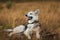 Portrait happy shepherd dog at walk on sunny green field. Green grass and trees background