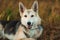 Portrait happy shepherd dog at walk on sunny green field. Green grass and trees background