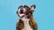 Portrait of a happy smiling bulldog. Adorable boxer isolated on light blue background. Copy space