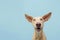 Portrait of a happy smiling podenco puppy dog. Isolated on blue colored background