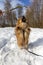 Portrait of happy spitz on a walk in the winter