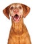 Portrait of Happy Vizsla Dog