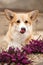 portrait happy Welsh corgi dog lick nose. red flowers background