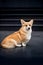 portrait happy Welsh corgi dog sit . black stairs background