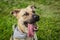 Portrait of happy young beige and black dog on grass