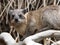 Portrait of a hare Hyrax in the wild Israeli nature