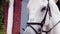 Portrait of a harnessed white horse. Close-up of a beautiful horse`s muzzle