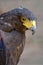 Portrait of Harris Hawk