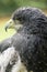 Portrait of a harris hawk