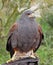 Portrait of a Harris Hawk