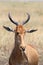 Portrait of a hartebeest