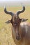 Portrait of a hartebeest