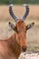 Portrait of an hartebeest at the masai mara