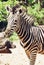 Portrait of hartmann\'s mountain zebra (Equus zebra hartmannae)