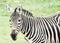 Portrait of hartmann\'s mountain zebra (Equus zebra hartmannae),