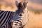 Portrait of Hartmann`s mountain zebra, Equus zebra hartmannae in colorful light of setting sun. African wildlife, vivid colors.