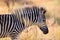 Portrait of Hartmann`s mountain zebra foal, Equus zebra hartmannae in colorful light of setting sun. African wildlife, vivid