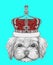 Portrait of Havanese with crown.