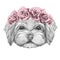 Portrait of Havanese with floral head wreath.